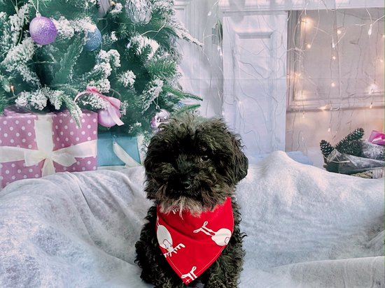 lot de 2 Noël chien bandana - foulard pour votre animal de compagnie bandana chien chiens chat - écharpe S