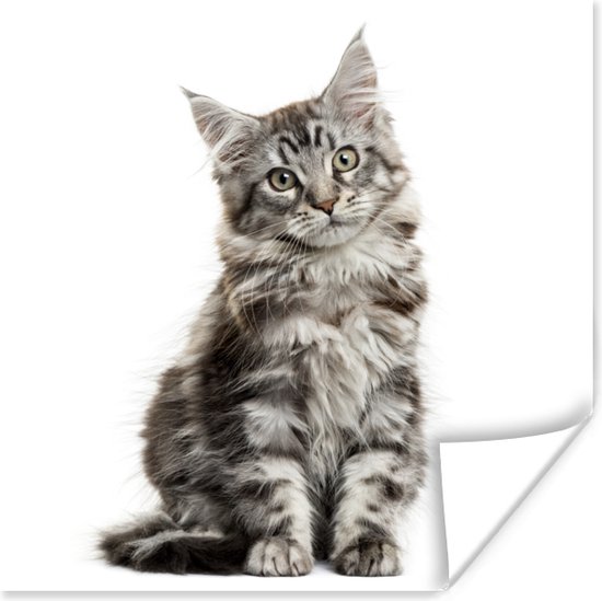klasse Beperken geloof Poster Schattig Maine Coon kitten - 100x100 cm XXL | bol.com