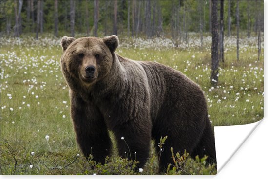 Bruine beer in het bos Poster - Foto print op Poster (wanddecoratie woonkamer / slaapkamer) / Wilde dieren Poster