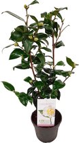 Japanse roos - Camellia japonica Brushfield yellow - geel - ca. 50cm hoog - potmaat 15cm