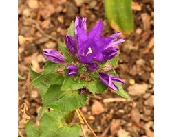 6 x Campanula glomerata 'Acaulis' - KLUWENKLOKJE - pot 9 x 9 cm