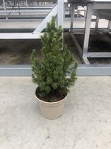 Petit sapin de Noël véritable de table - Picea Conica 30-40cm - mini sapin de Noël en Pot