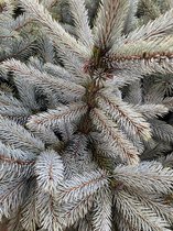 Picea Pungens Glauca in Pot - Blauwspar - 80-100 cm hoog