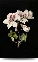 Maison de France - Voor acrylglas Botanische bloemen -2 - plexiglas - 80 x 120 cm