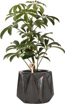 Kolibri Greens | Groene plant - Schefflera Bush in zwarte hoekige Sturdy sierpot - potmaat Ø9cm