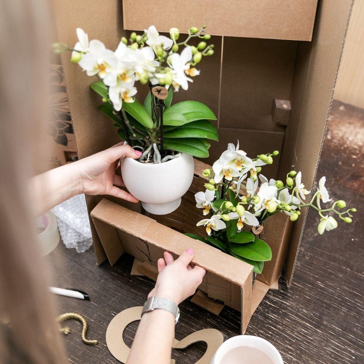 Kolibri Orchids | oranje Phalaenopsis orchidee - Jamaica Painted Stripe pot oranje - potmaat 9cm | bloeiende kamerplant - vers van de kweker