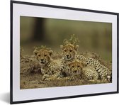 Fotolijst incl. Poster - Jonge cheetah welpen - 40x30 cm - Posterlijst