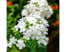 6x Phlox (P) ‘White Admiral’ - Vlambloem - Pot 9x9 cm