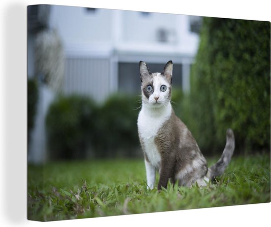 Toile de chat siamois 30x20 cm - petit - Tirage photo sur toile (Décoration murale salon / chambre) / Peintures sur toile Animaux