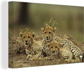 Canvas Schilderij Jonge cheetah welpen - 90x60 cm - Wanddecoratie
