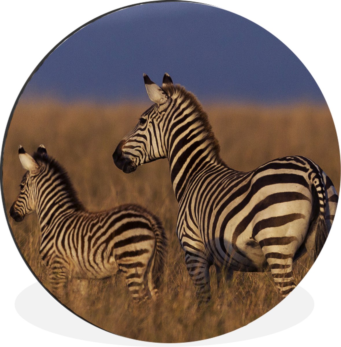 WallCircle - Wandcirkel - Muurcirkel - Moeder en baby zebra - Aluminium - Dibond - ⌀ 30 cm - Binnen en Buiten