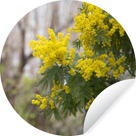 WallCircle - Muurstickers - Behangcirkel - Sierlijke mimosa bloem - ⌀ 140 cm - Muurcirkel - Zelfklevend - Ronde Behangsticker