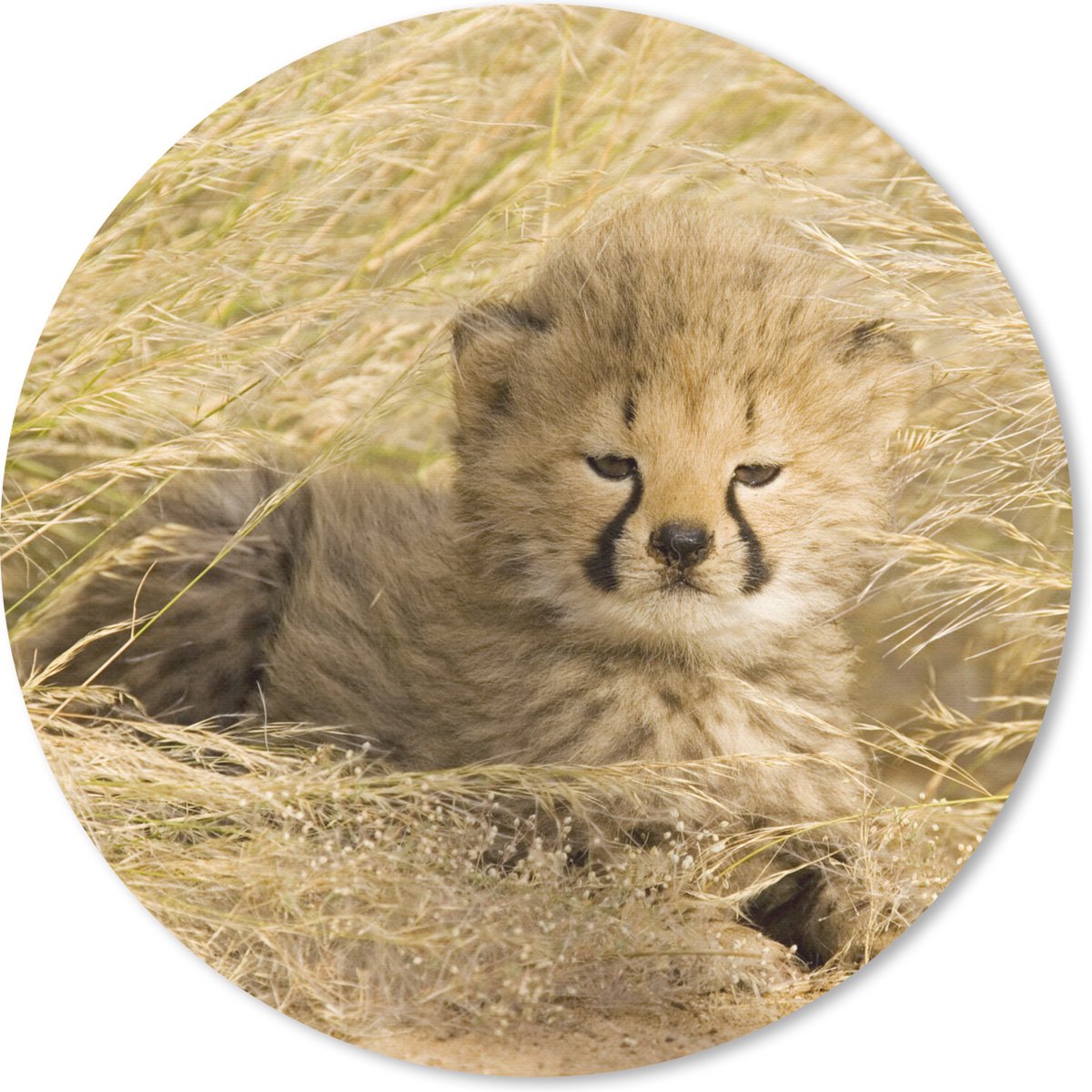 Muismat rond 20x20 cm - Mousepad Cheeta - Jong - Gras - Ronde muismatten