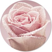 Muismat - Mousepad - Rond - Vroege dauwdruppels op een roze roos - 50x50 cm - Ronde muismat