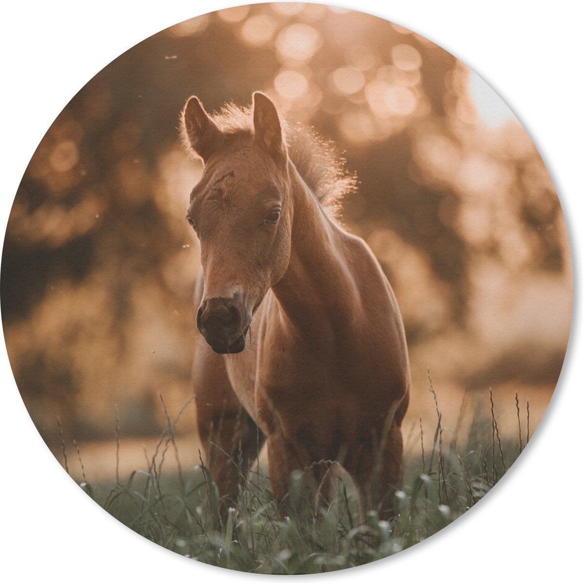 Muismat rond 40x40 cm - Mousepad Paard - Licht - Landschap - Ronde muismatten