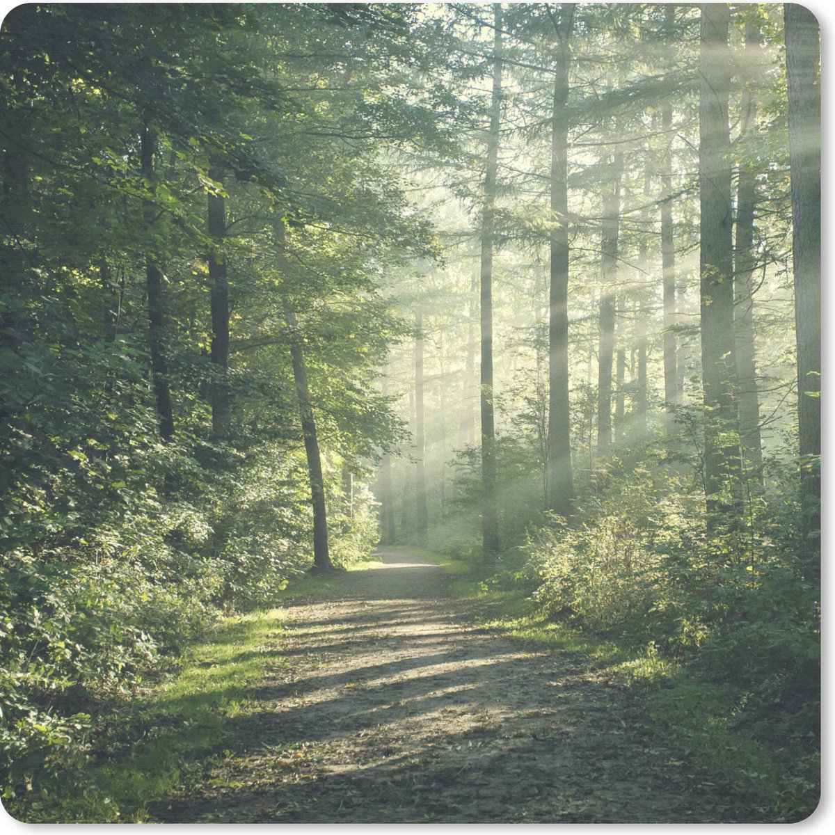 Muismat 30x30 cm - Mousepad Bos - Pad - Zon - Bomen - Groen - Natuur - Muismatten