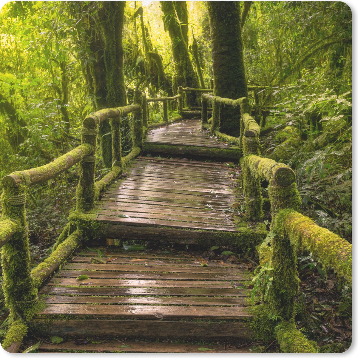 Muismat 20x20 cm - Mousepad Mooi regenwoud en jungle - Muismatten