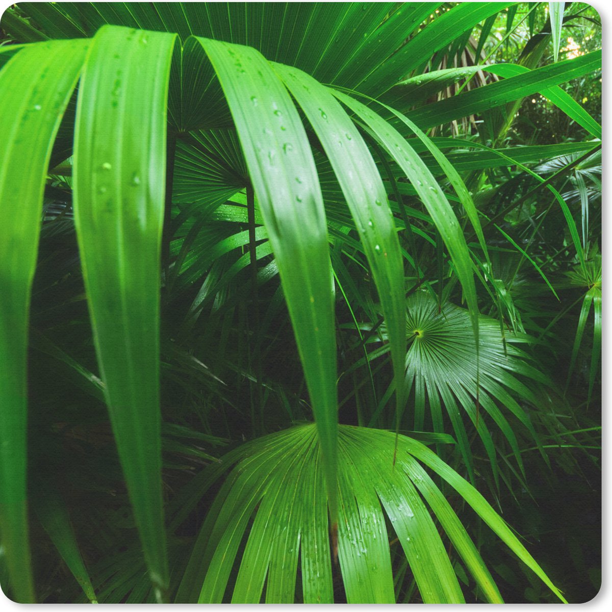 Muismat 30x30 cm - Mousepad Palmbladen in de jungle - Muismatten