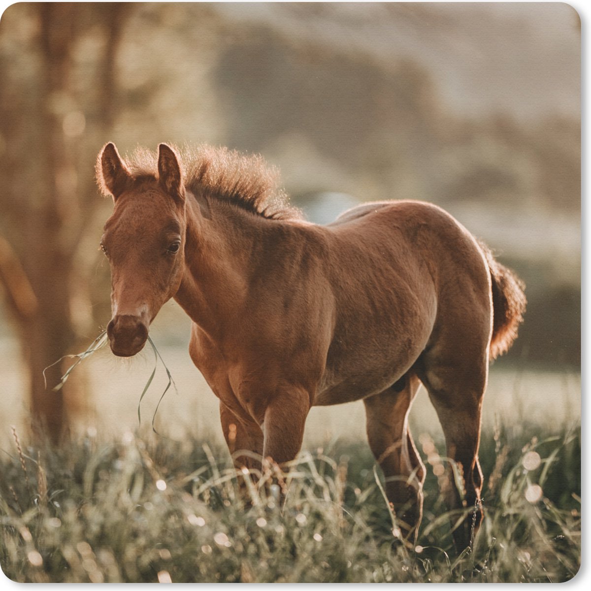 Muismat 20x20 cm - Mousepad Paard - Licht - Weide - Muismatten