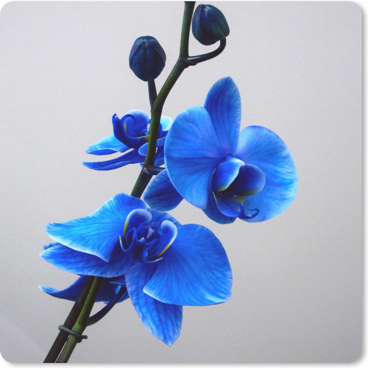 Muismat 30x30 cm - Mousepad Blauwe Orchidee - Muismatten