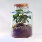 Merinda The Jar - Coffea Arabica 21cm / 15cm / Coffea Arabica - Terrarium