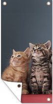 Tuinposter Kittens - Blauw - Roze - Meisjes - Kinderen - Jongens - Kind - 40x80 cm - Wanddecoratie Buiten - Tuinposter - Tuindoek - Schuttingposter - Tuinschilderij