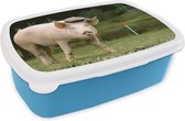 Broodtrommel Blauw - Lunchbox - Brooddoos - Varken - Pet - Gras - 18x12x6 cm - Kinderen - Jongen