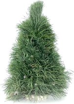 Echte Kerstboom Pinus - 50 cm - Handgemaakt - Vers - Kerst Decoratie - Kerstversiering