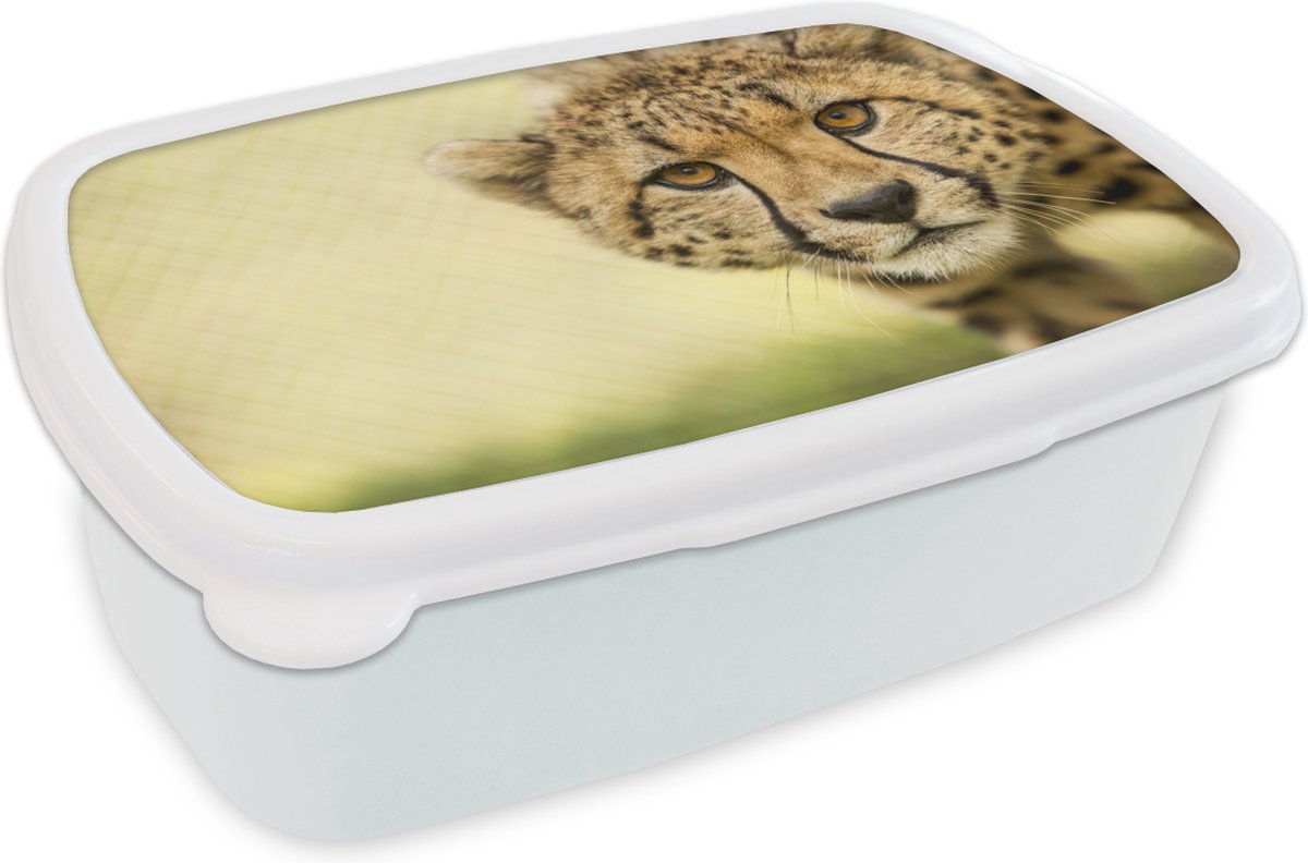 Broodtrommel Wit - Lunchbox - Brooddoos - Luipaard - Cheeta - Dier - 18x12x6 cm - Volwassenen