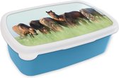 Broodtrommel Blauw - Lunchbox - Brooddoos - Paarden - Dieren - Gras - Zomer - 18x12x6 cm - Kinderen - Jongen