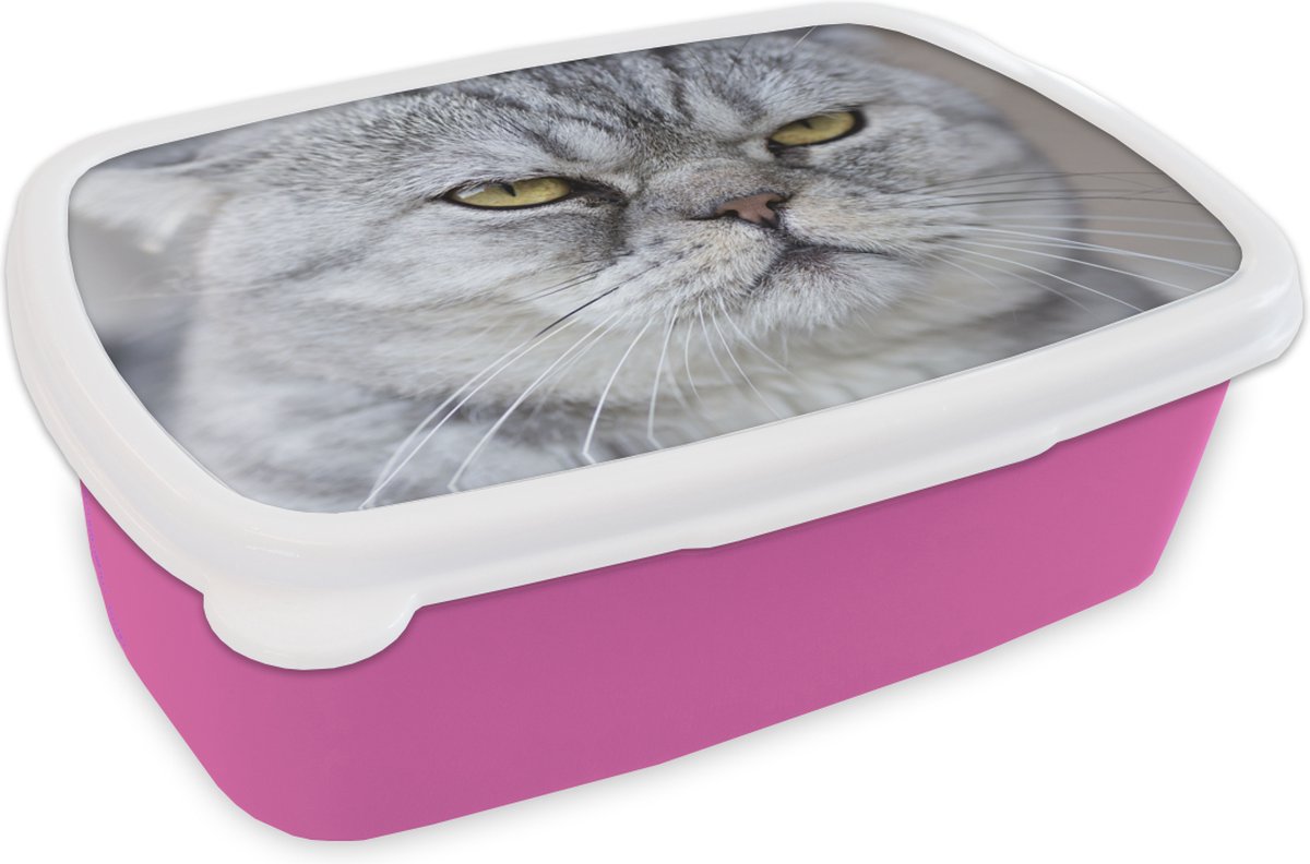 Broodtrommel Roze - Lunchbox - Brooddoos - Dier - Kat - Grijs - 18x12x6 cm - Kinderen - Meisje