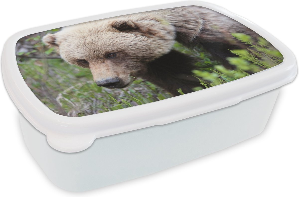 Broodtrommel Wit - Lunchbox - Brooddoos - Beer - Grizzly - Bos - 18x12x6 cm - Volwassenen