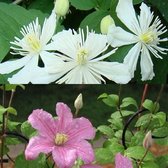 2 Clematis klimplanten: Clematis Summer Snow & Clematis Comtesse de Bouchaud - Wit en Roze bloeiend, Meerjarig en Winterhard - 2 x 1,5 liter pot