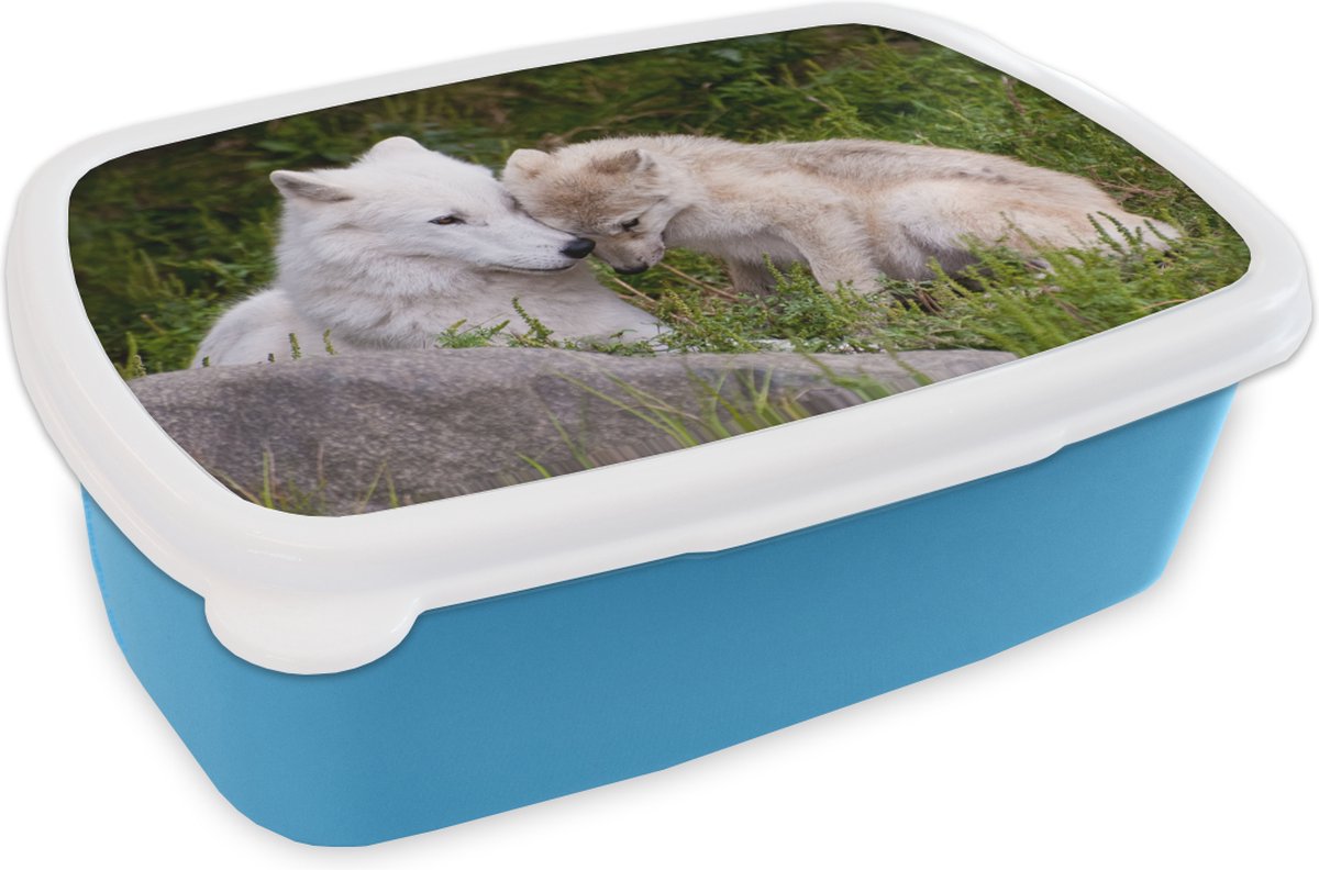 Broodtrommel Blauw - Lunchbox - Brooddoos - Wolf - Pup - Gras - 18x12x6 cm - Kinderen - Jongen