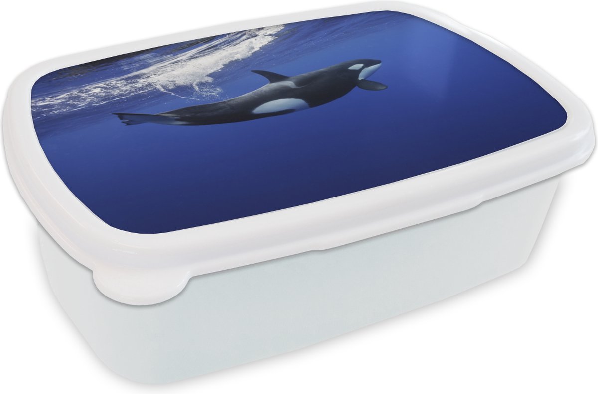 Broodtrommel Wit - Lunchbox - Brooddoos - Orka in helder water - 18x12x6 cm - Volwassenen