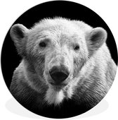 WallCircle - Tableau - Animal Ours Polaire - Multicolore - 90 X 90 Cm