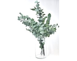 Eucalyptus Takken - Vers om te drogen - Droogbloemen - 50 - 80 cm lang