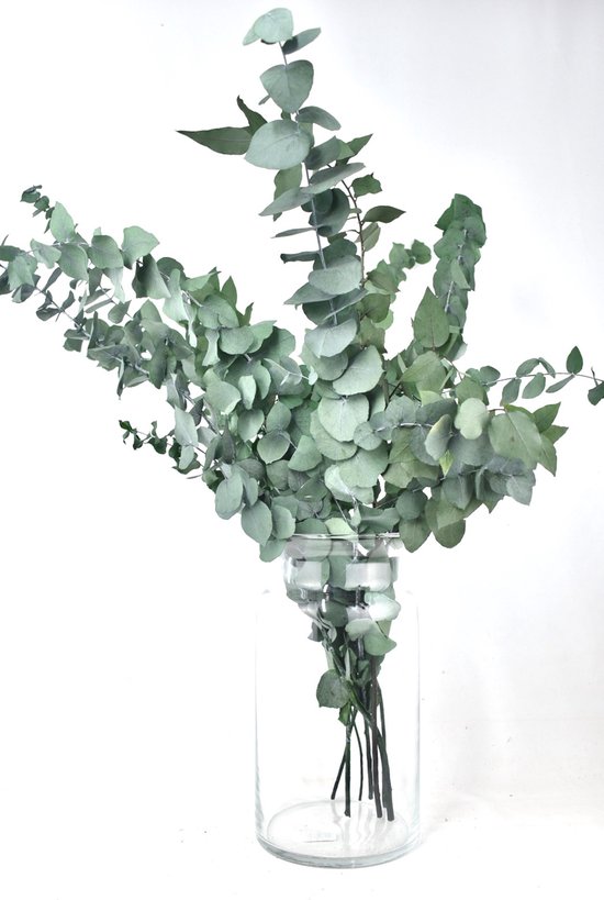 Eucalyptus Takken - Vers om te drogen - Droogbloemen - 50 - 80 cm lang