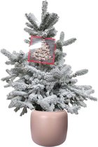 FloraExpert - Picea - 95 Cm - Ø 39.2