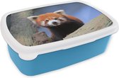 Broodtrommel Blauw - Lunchbox - Brooddoos - Rode Panda - Oranje - Boom - 18x12x6 cm - Kinderen - Jongen