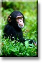 Een bijzondere magneet met een mooie afbeelding van een baby chimpanzee. De magneet kan op de koelkast worden gehangen of op een andere plek. Voor uzelf of Bestel Een Kado.