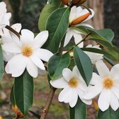 Michelia 'Fairy Magnolia White' - Buitenplant in kwekerspot ⌀19 cm - ↕60-70 cm