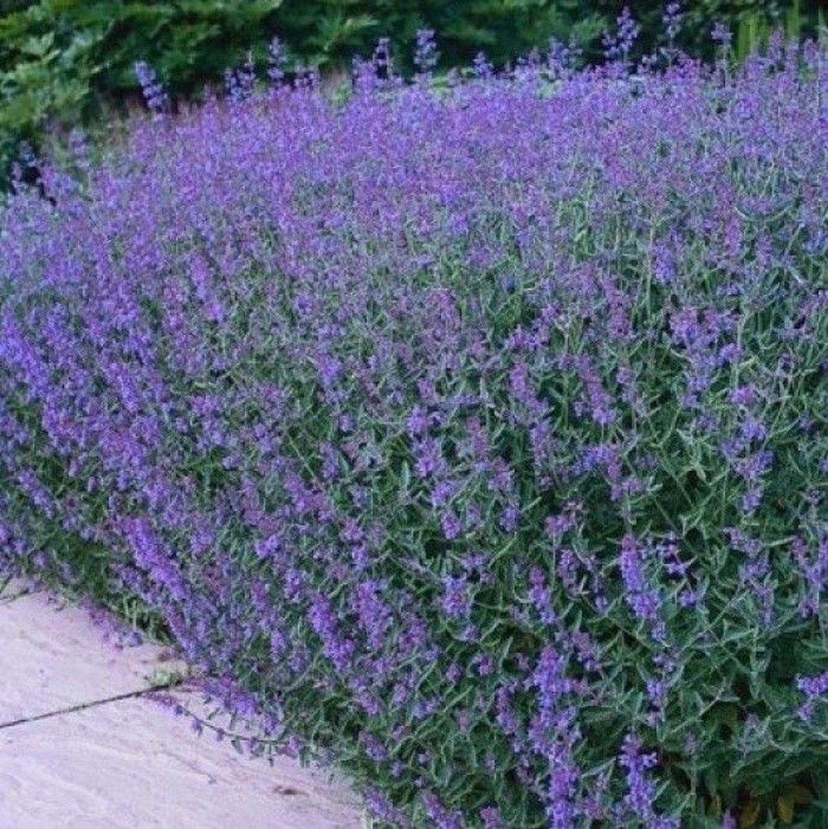 50 x Kattenkruid Vaste Plant - Winterharde Tuinplant - Nepeta faassenii in 9x9cm pot met hoogte 5-10cm