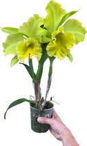 Cattleya Grootbloemig Lime - Orchidee