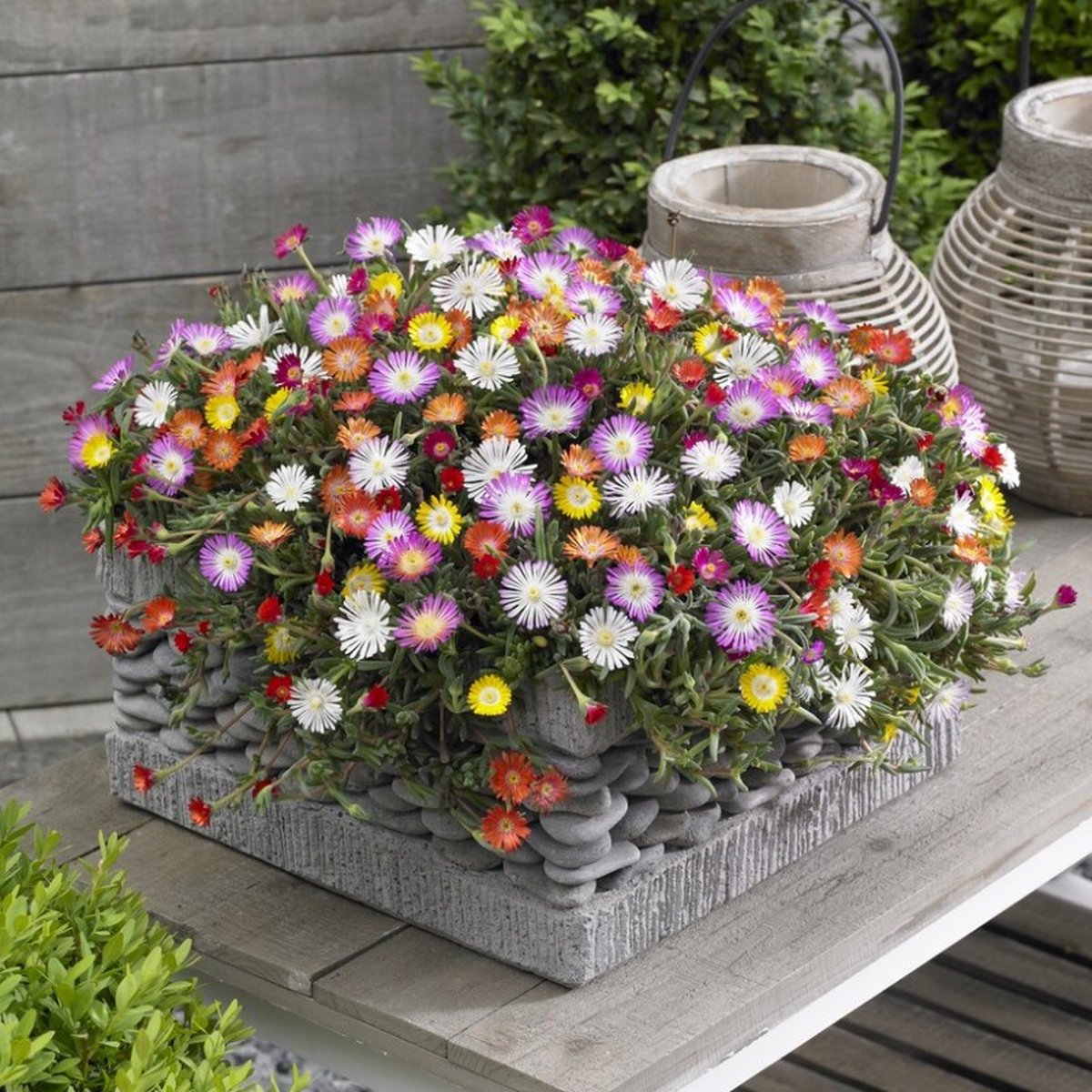 12 x IJsbloem Wit|Rood|Paars|Geel|Oranje - Matig Winterharde Vaste Plant - Delosperma 'Jewels Mix' in 9x9cm pot met hoogte 5-10cm