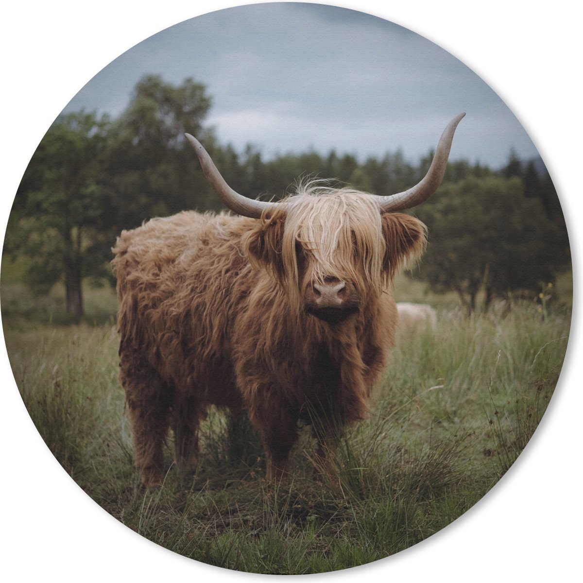 Muismat rond 30x30 cm - Mousepad Schotse hooglander - Dieren - Koe - Ronde muismatten