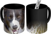 Magische Mok - Foto op Warmte Mok - Een border collie in het gele gras - 350 ML