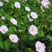 Geranium sanguineum 'Apfelblüte' - Ooievaarsbek - Planthoogte: 5 cm - Pot 11 cm (1 liter)