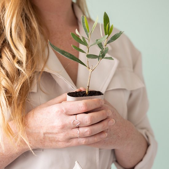Olijfboom | Bomen | Kweek je eigen boom | BloomPost