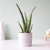 BloomPost - Aloe Vera Plant - Luchtzuiverende Kamerplant - Inclusief Biobased Pot en Verzorgingstips - 40 cm